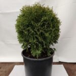 Tuja Tiny Tim – niskorastuća zimzelena sadnica