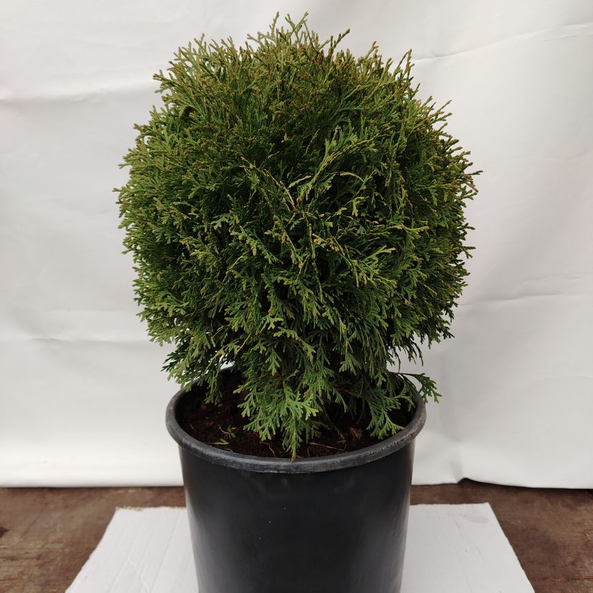 Tuja Tiny Tim – niskorastuća zimzelena sadnica