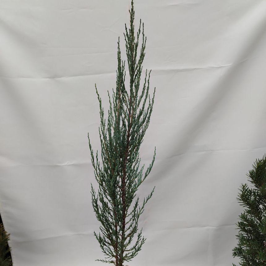 Blue Arrow – visokorastući četinar - Slika 2