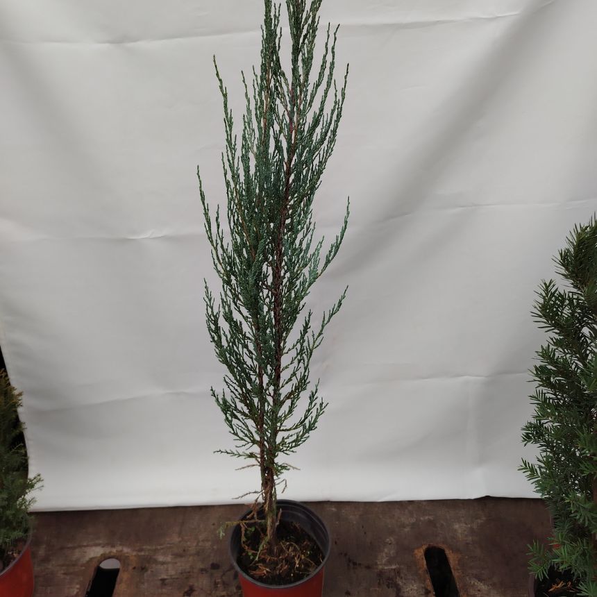 Blue Arrow – visokorastući četinar