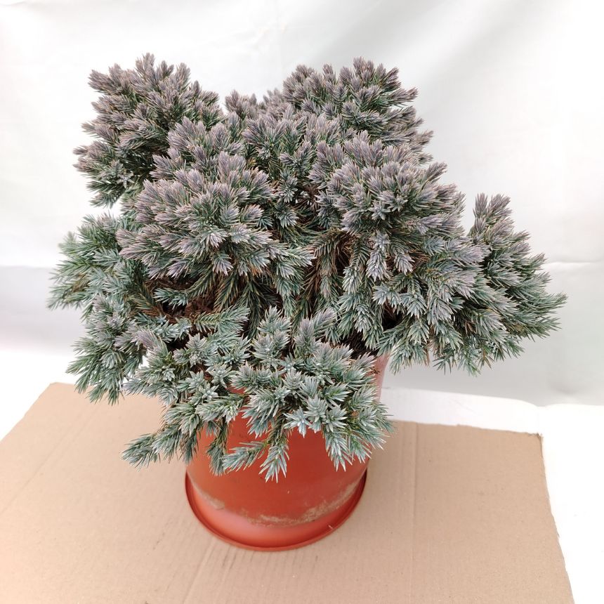 Jela Blue Star – niskorastući četinar