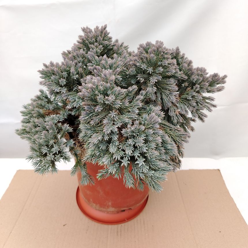 Jela Blue Star – niskorastući četinar - Slika 2