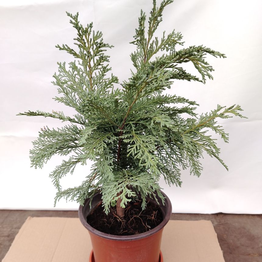 Lawson čempres – srednjerastući četinar - Slika 3