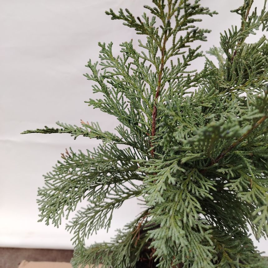 Lawson čempres – srednjerastući četinar - Slika 2