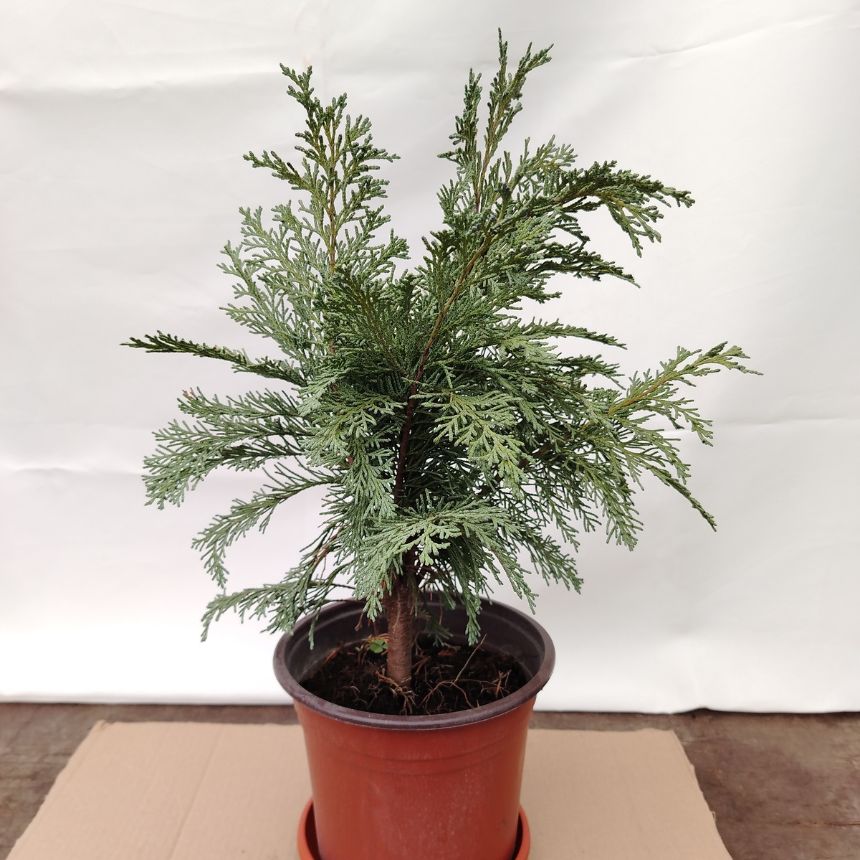 Lawson čempres – srednjerastući četinar