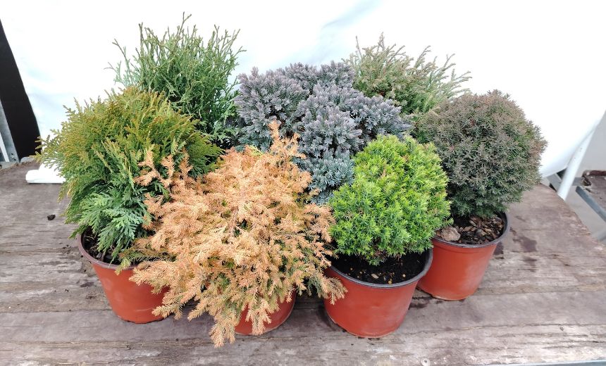 Niskorastući četinari – kvalitetne sadnice