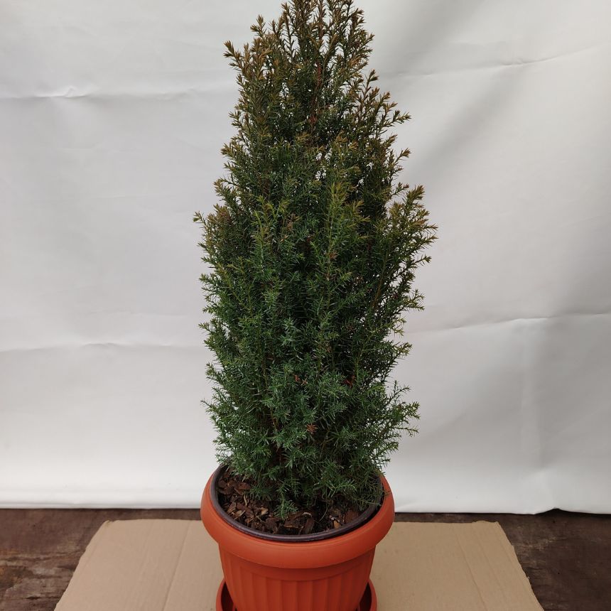 Pencil Point – visokorastući četinar - Slika 2