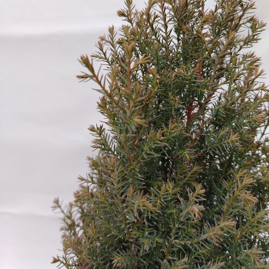 Pencil Point – visokorastući četinar - Slika 3