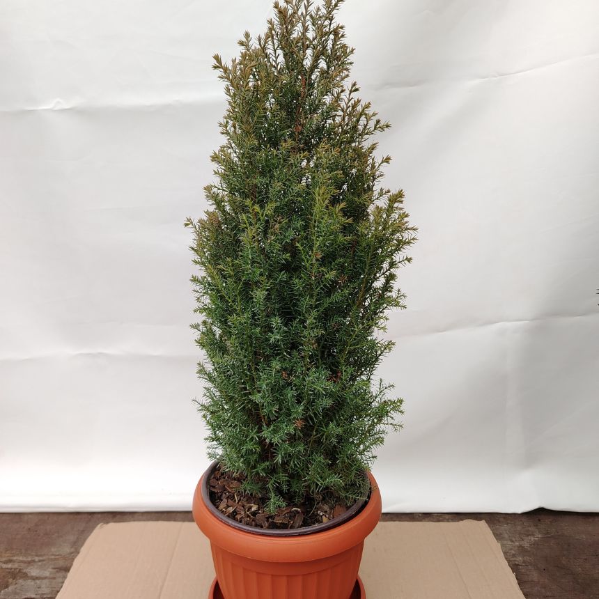 Pencil Point – visokorastući četinar