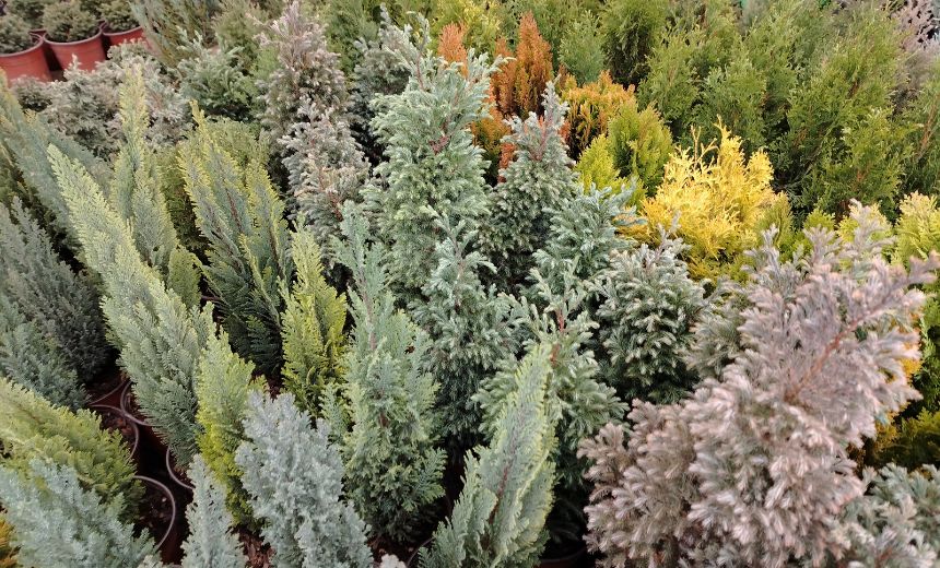 Sadnice četinara sa dostavom u Srbiji