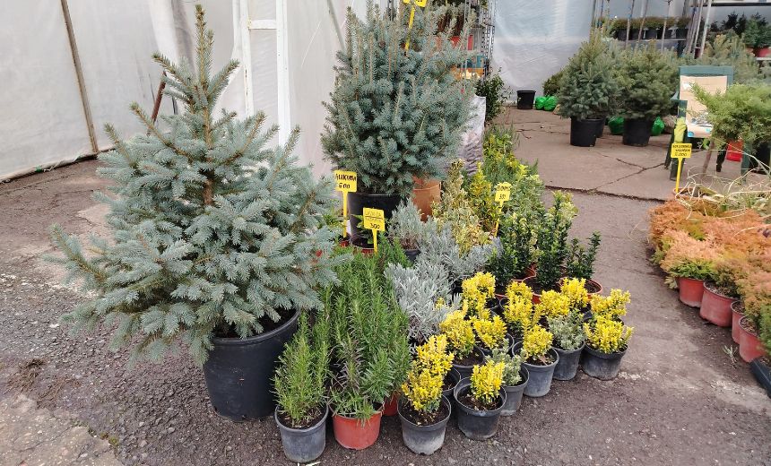 Sadnice četinara iz rasadnika Blagojević