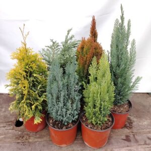 Srednjerastući četinari