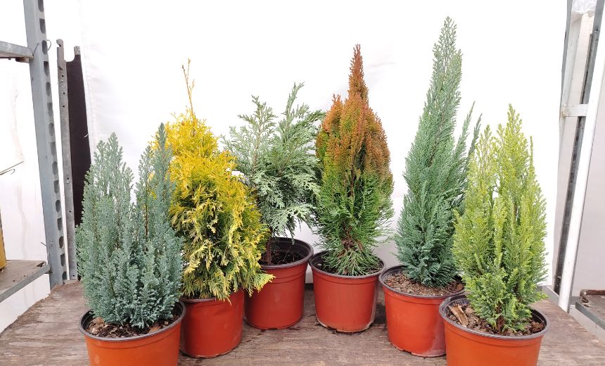 Srednjerastući četinari za pejzažno uređenje