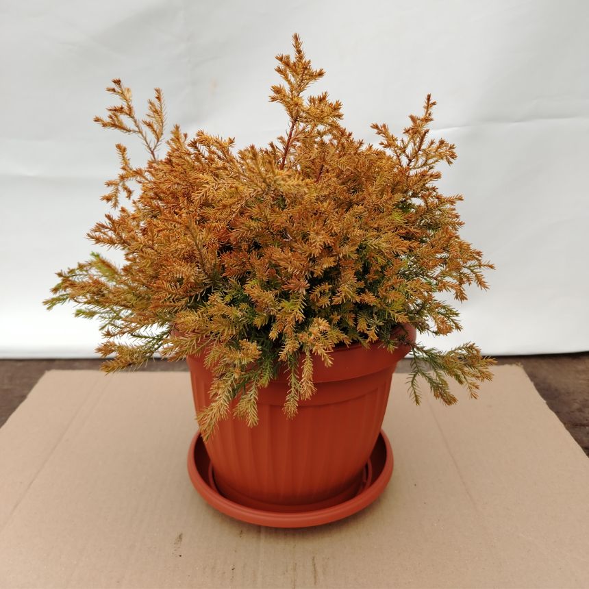 Thuja Fire Chief – niskorastući četinar