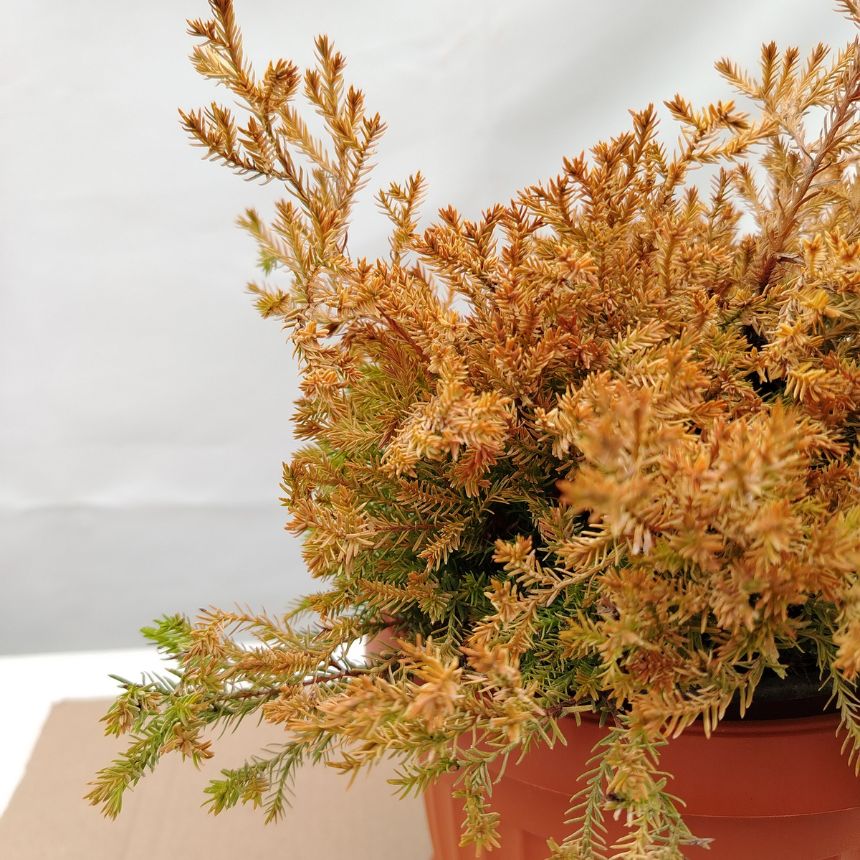 Thuja Fire Chief – niskorastući četinar - Slika 2