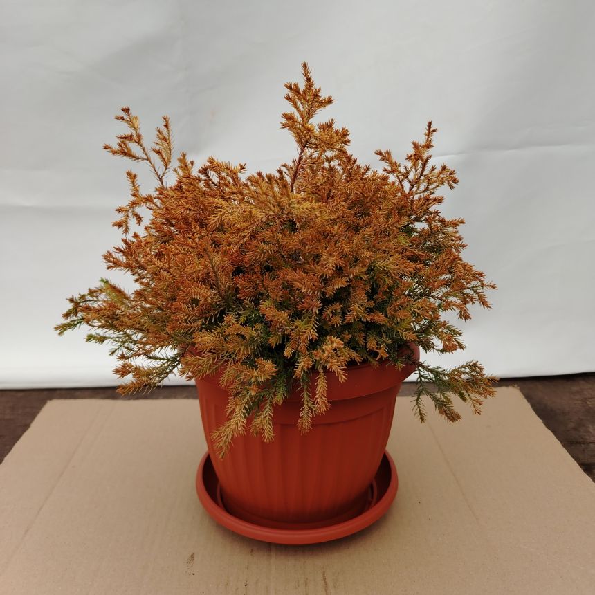 Thuja Fire Chief – niskorastući četinar - Slika 3