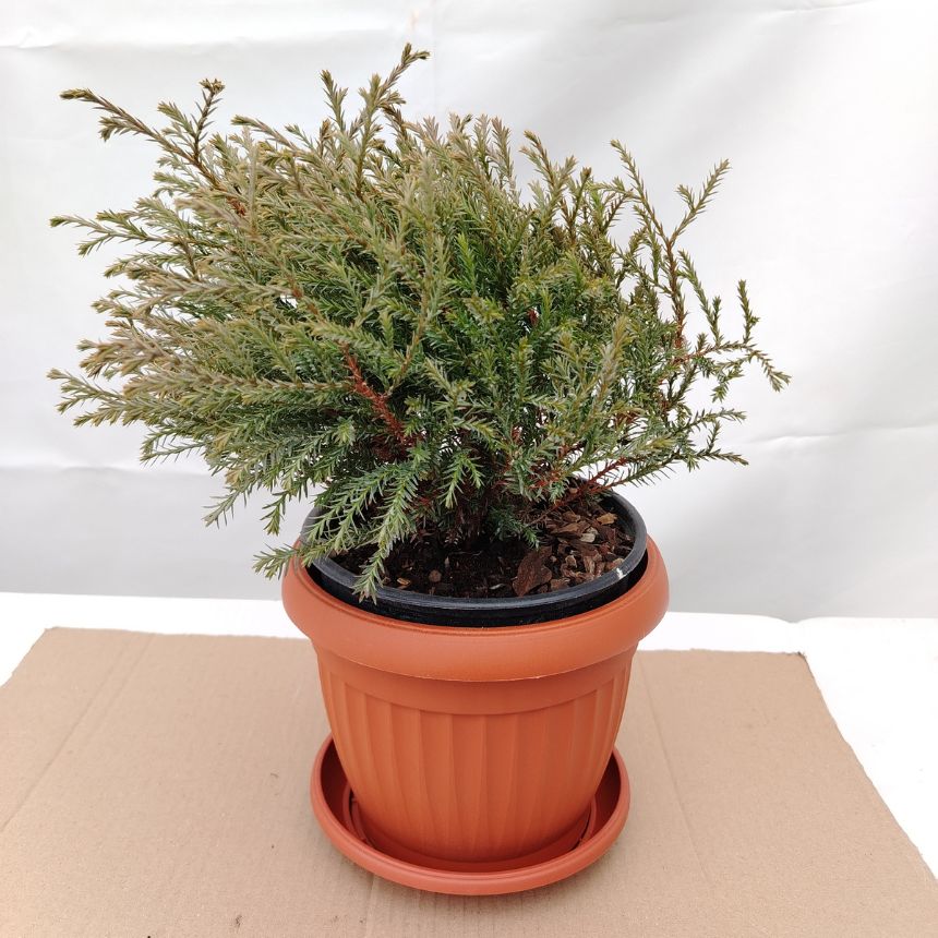 Thuja Mr. Bowling Ball – niskorastući četinar - Slika 2