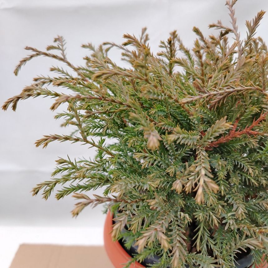 Thuja Mr. Bowling Ball – niskorastući četinar - Slika 3