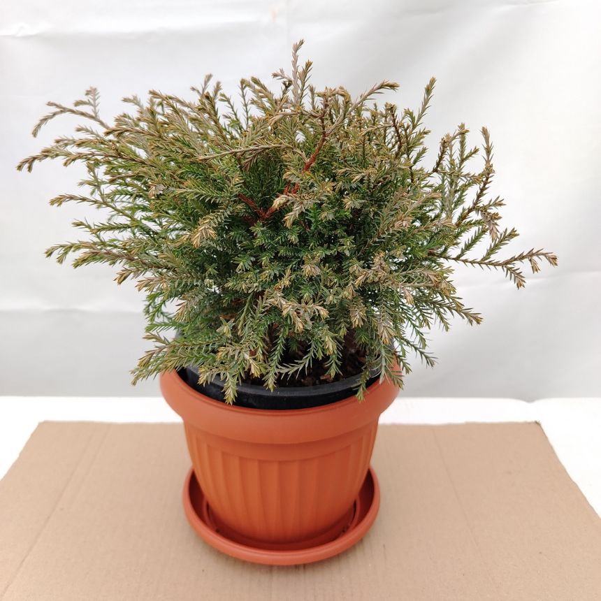 Thuja Mr. Bowling Ball – niskorastući četinar