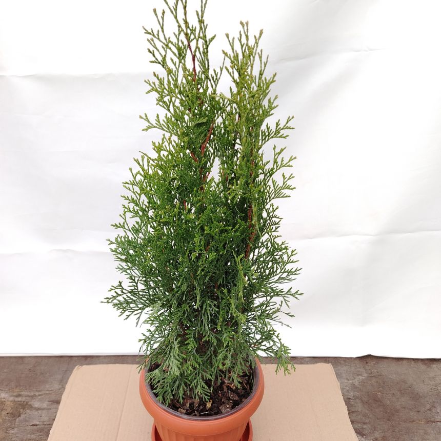 Thuja Smaragd – visokorastući četina - Slika 2