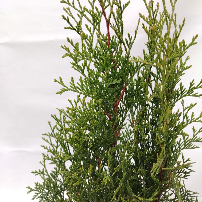 Thuja Smaragd – visokorastući četina - Slika 3