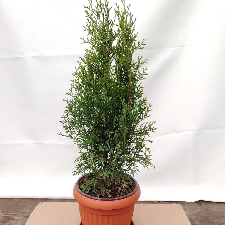Thuja Smaragd – visokorastući četina