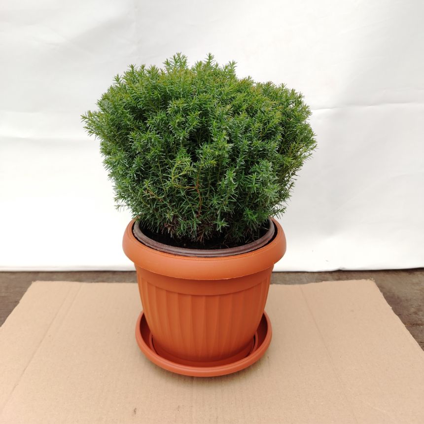 Thuja Teddy – niskorastući eco-friendly četinar - Slika 2