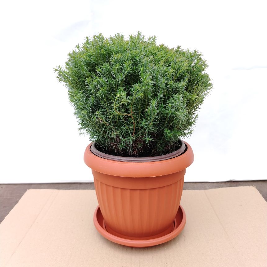 Thuja Teddy – niskorastući eco-friendly četinar - Slika 3
