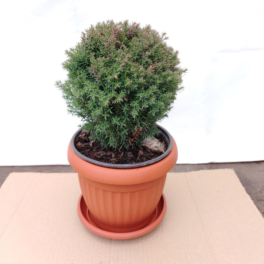 Thuja Teddy – niskorastući eco-friendly četinar