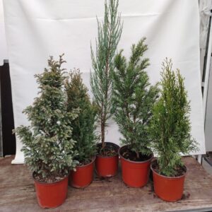 Visokorastući četinari