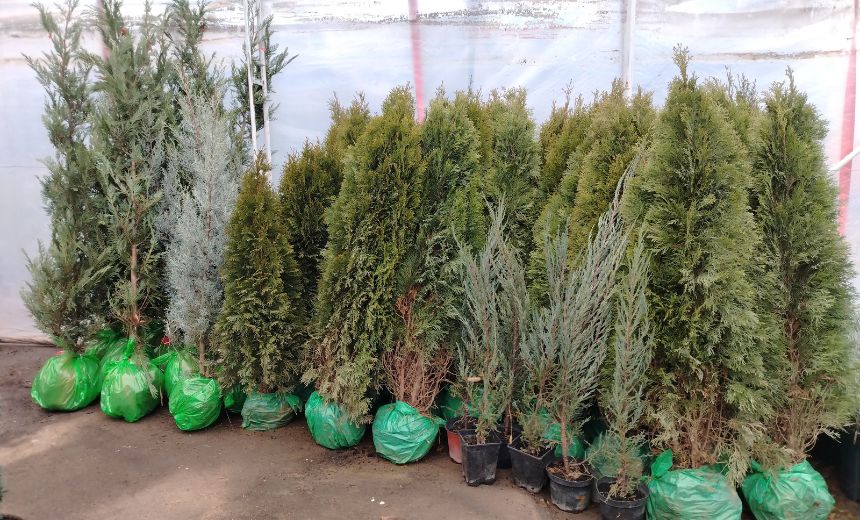 Visokorastući četinari za dvorišta i parkove